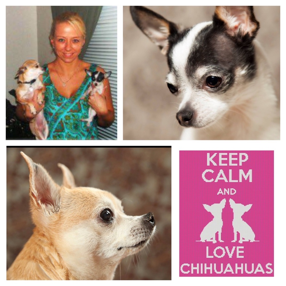 ISO or Seller Chihuey Chihuahua Dog Puppy Love